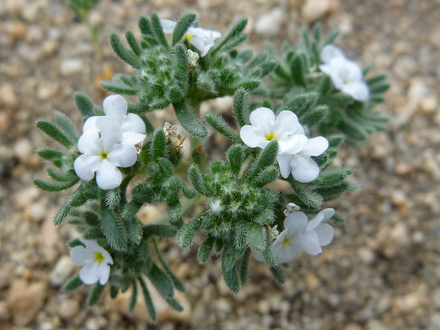 White flowers