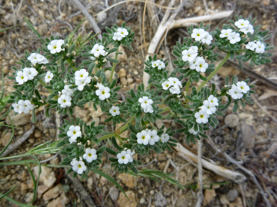 Flowers and leaves