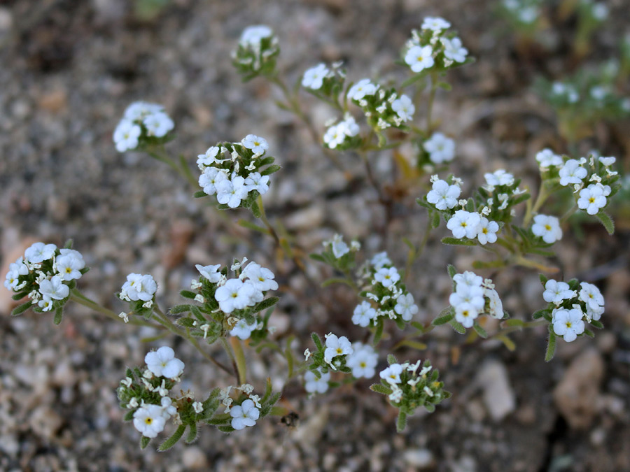 Flower clusters