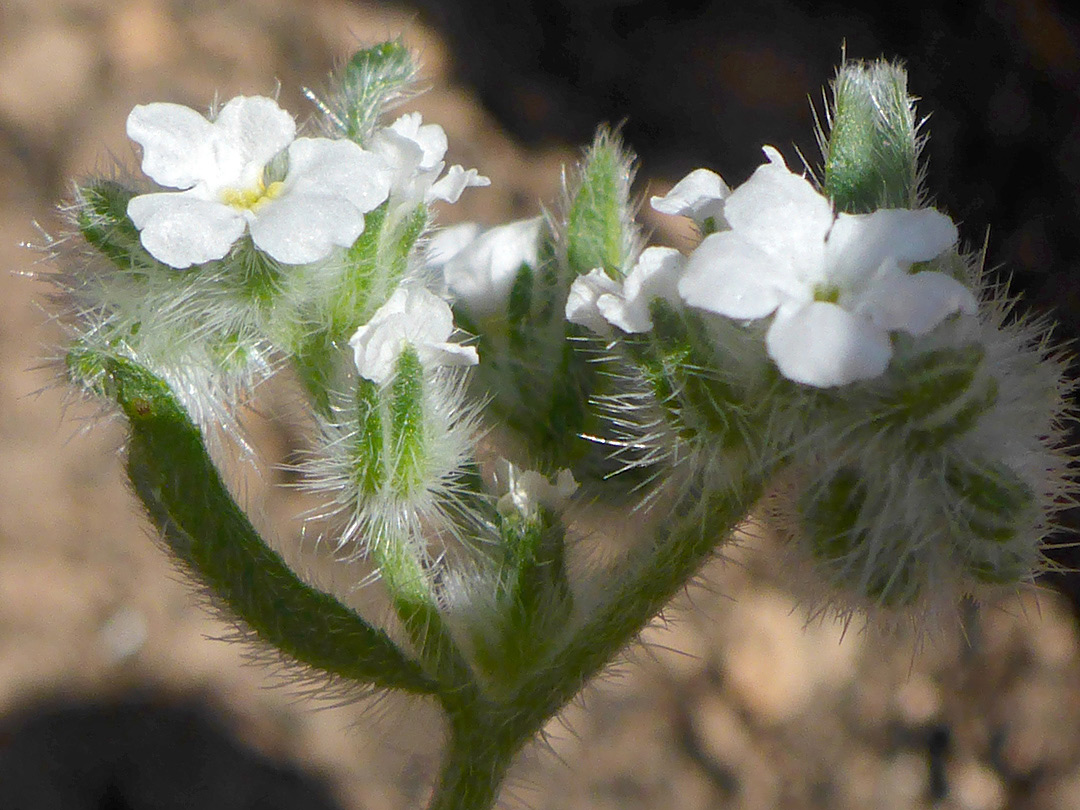 Bristly calyces