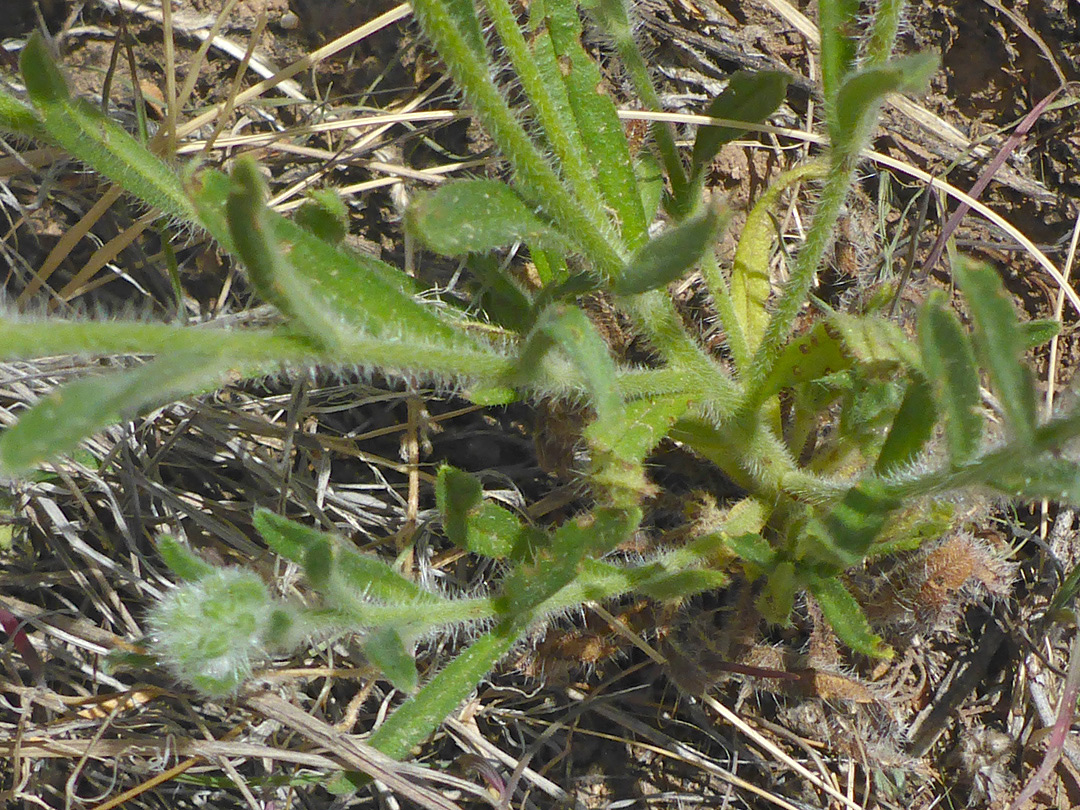 Stem leaves