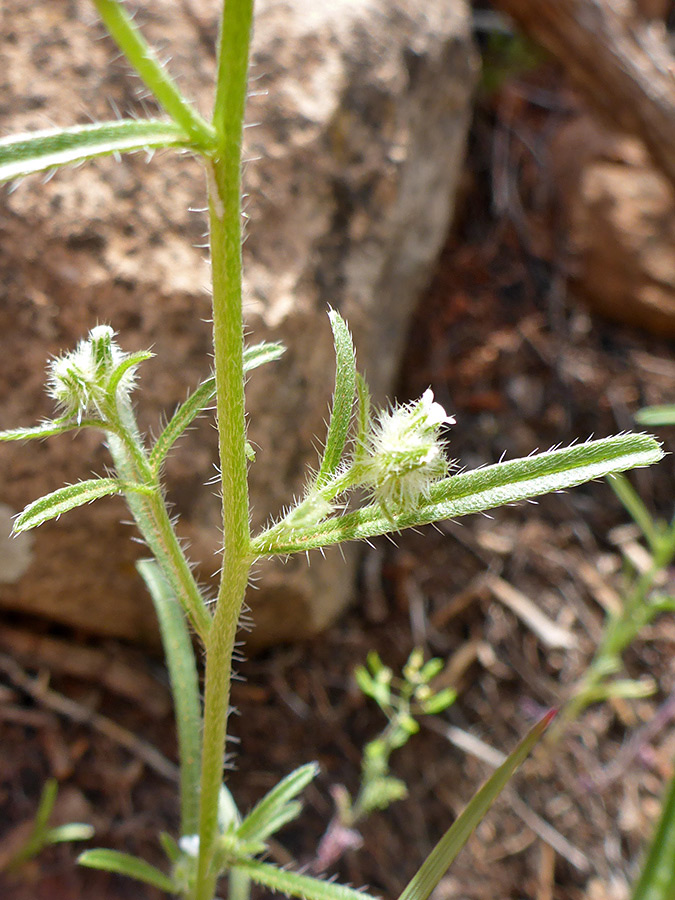 Stem and leaves