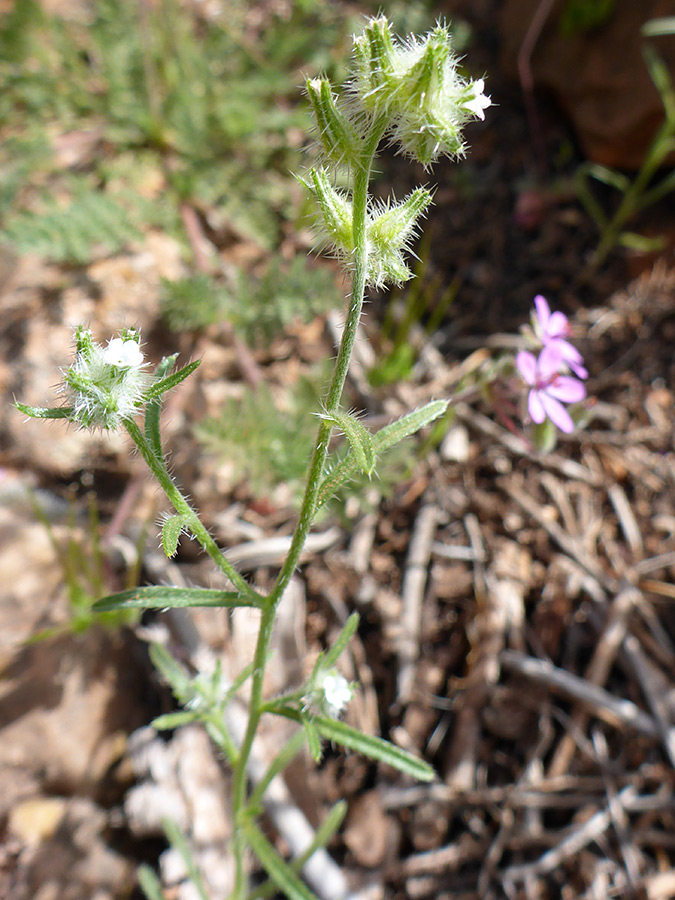 Flower clusters