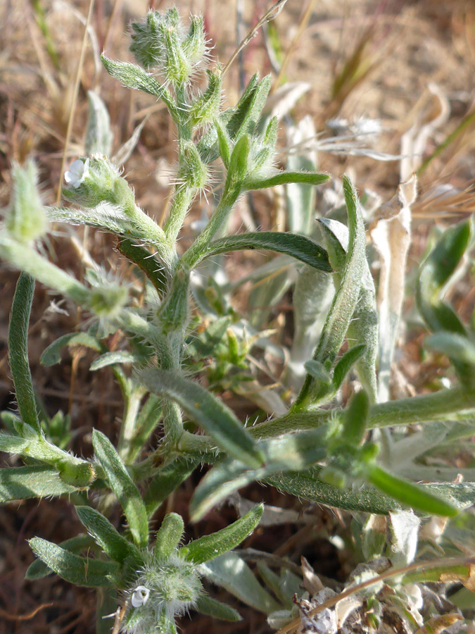 Leaves and stems