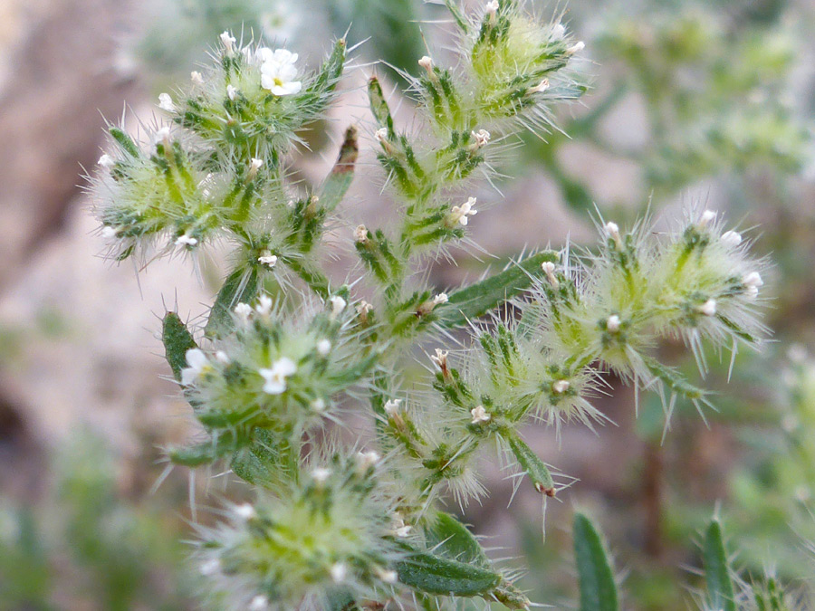 Small calyces