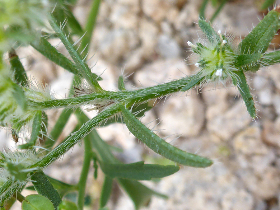 White bristles