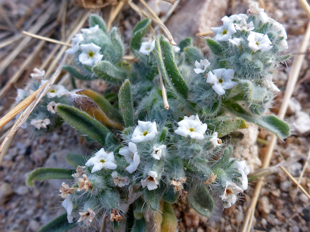 Clustered flowers