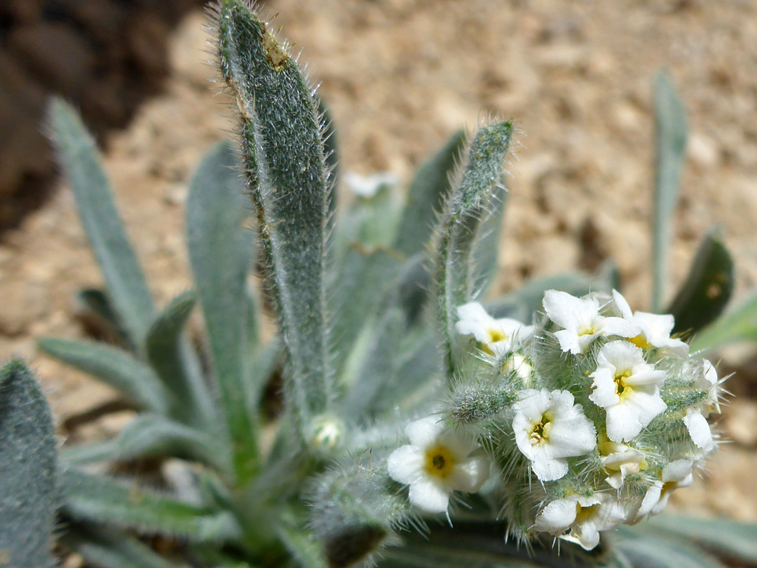 Leaves and flowers