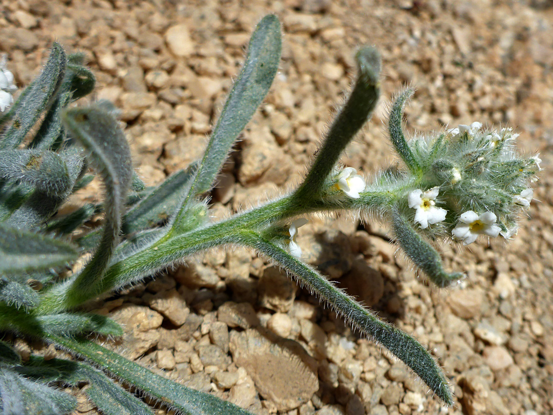 Flowering stem