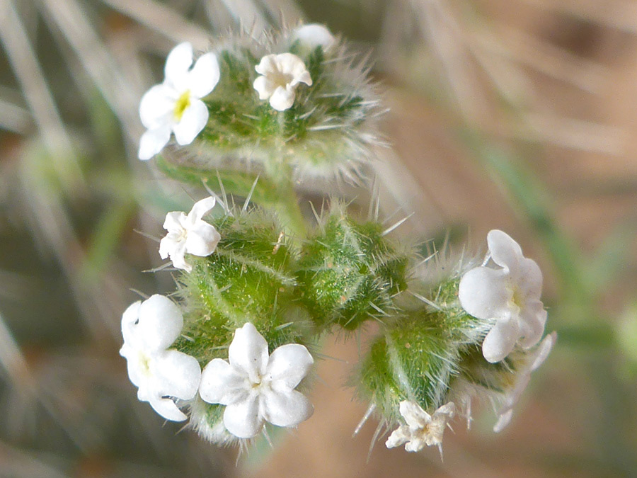 White flowers