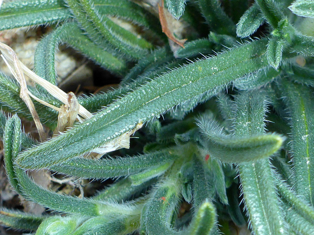 Sparsely-hairy leaves