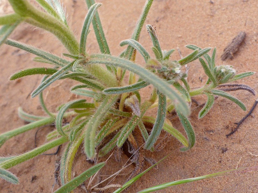 Lower stem leaves