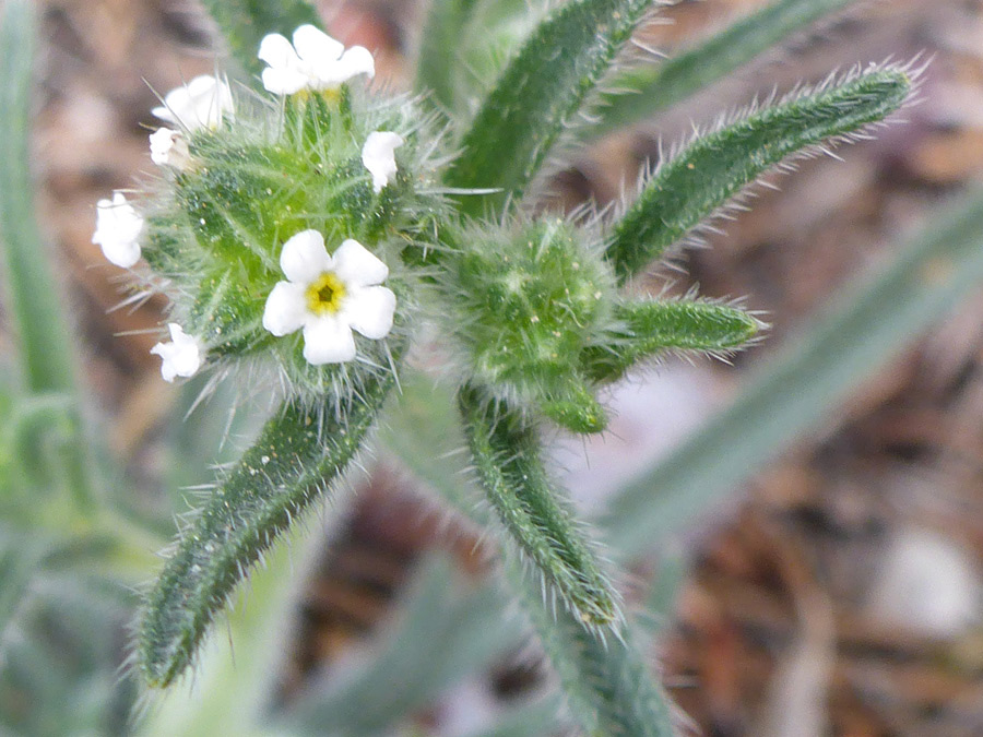 Flowers and leaves