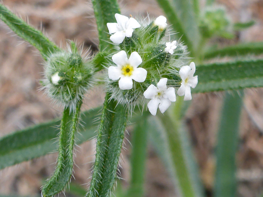 White bristles