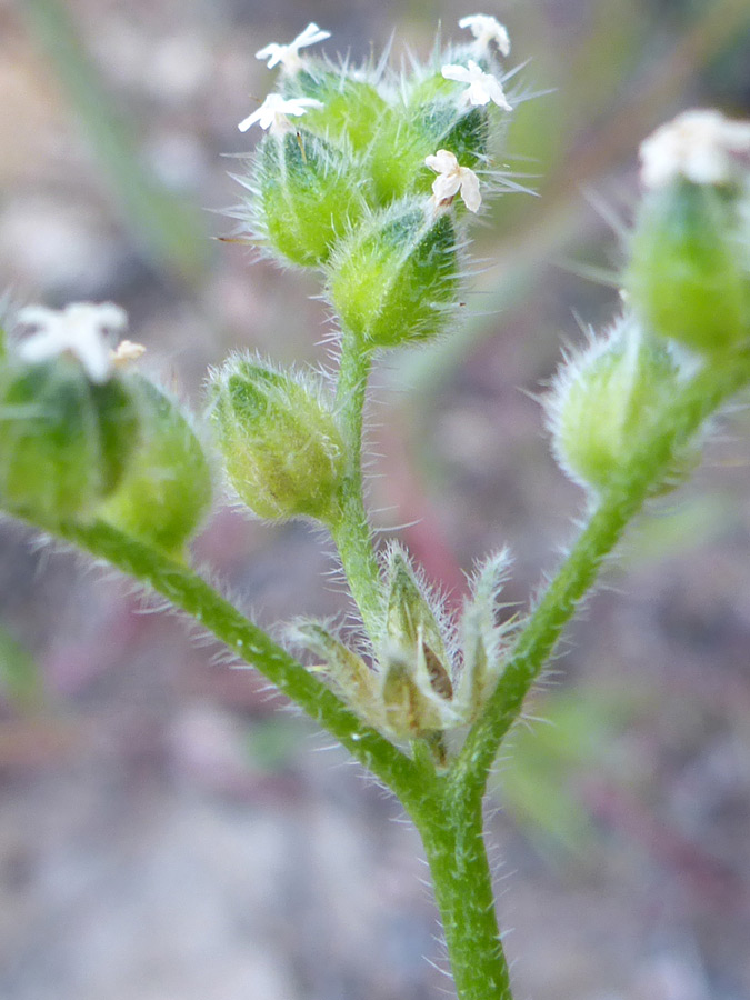 Broad calyces