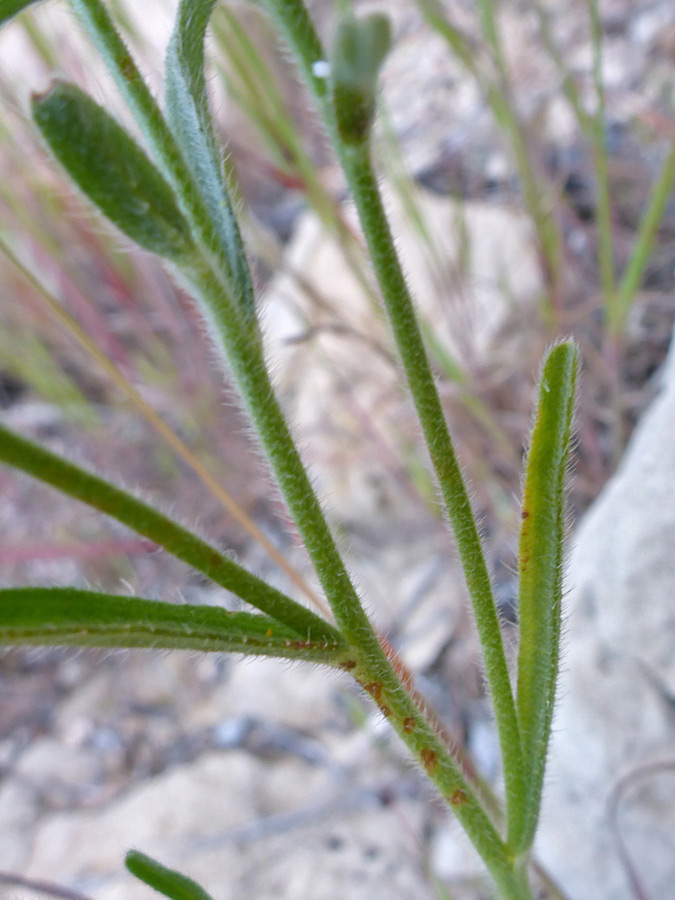 Linear leaves