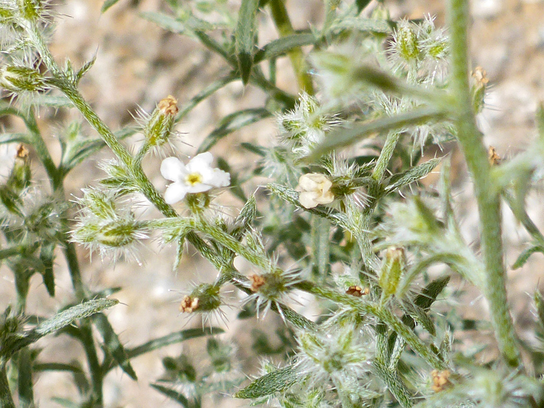 Withering flowers