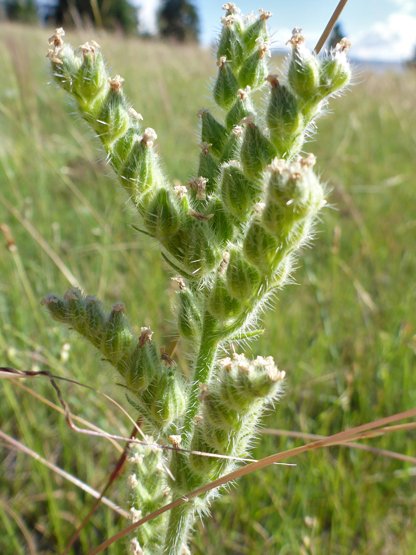 Withered flowers