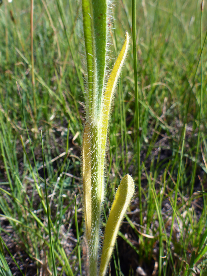 Narrow, linear leaves