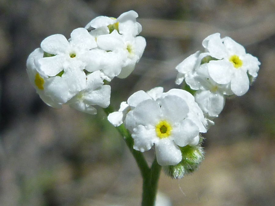 Yellow-centered flowers