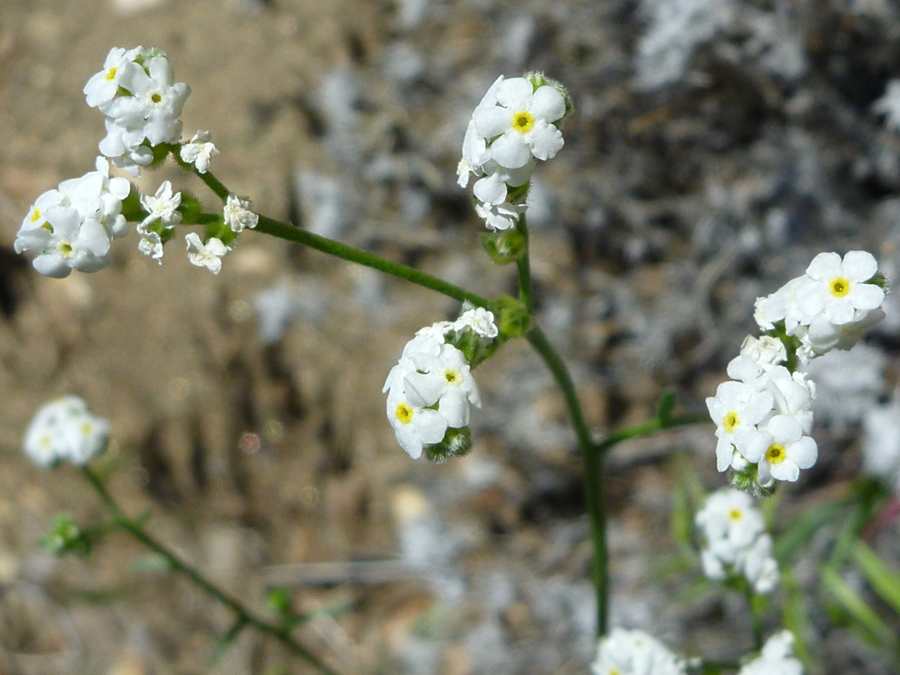 Flower clusters