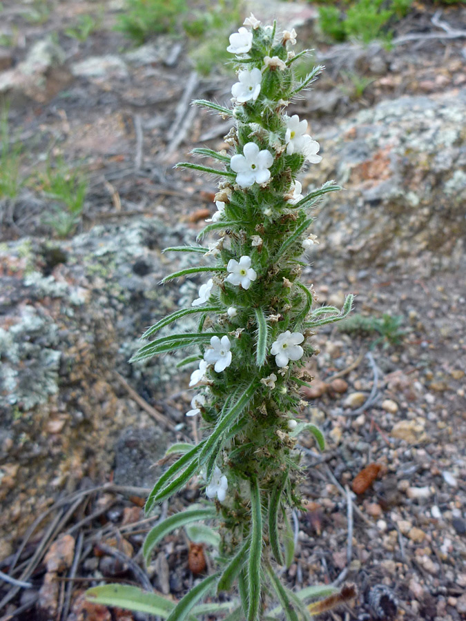 Stem with flowers