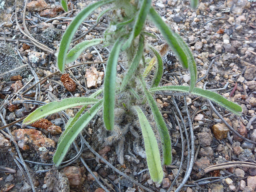 Hairy leaves