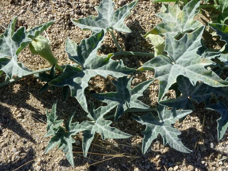 Palmate leaves