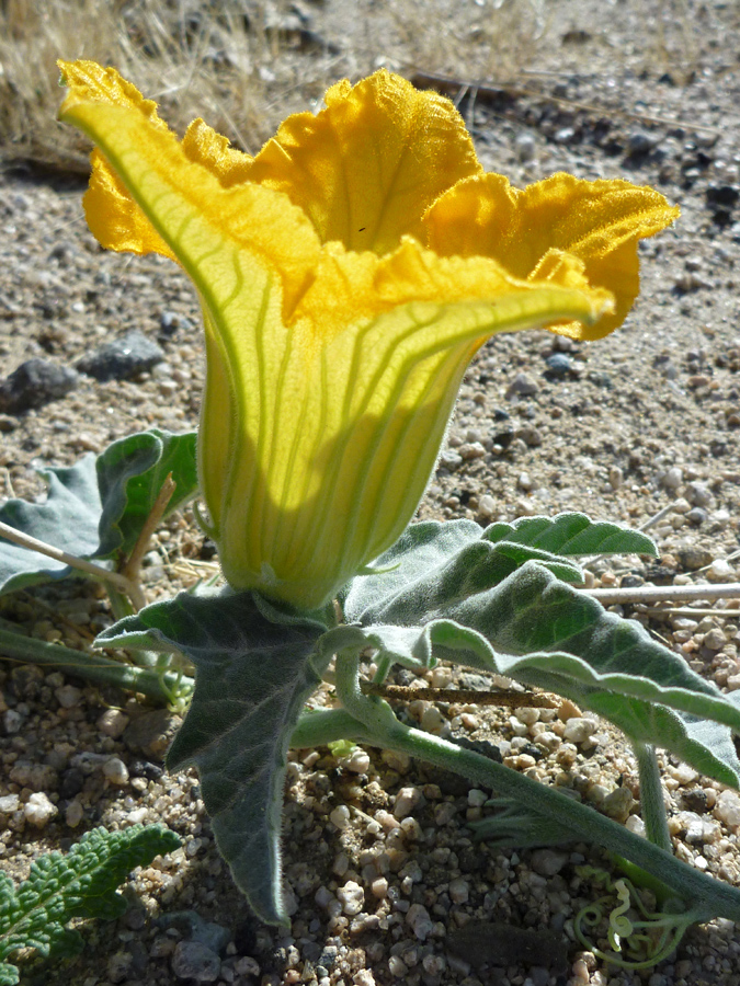 Large flower