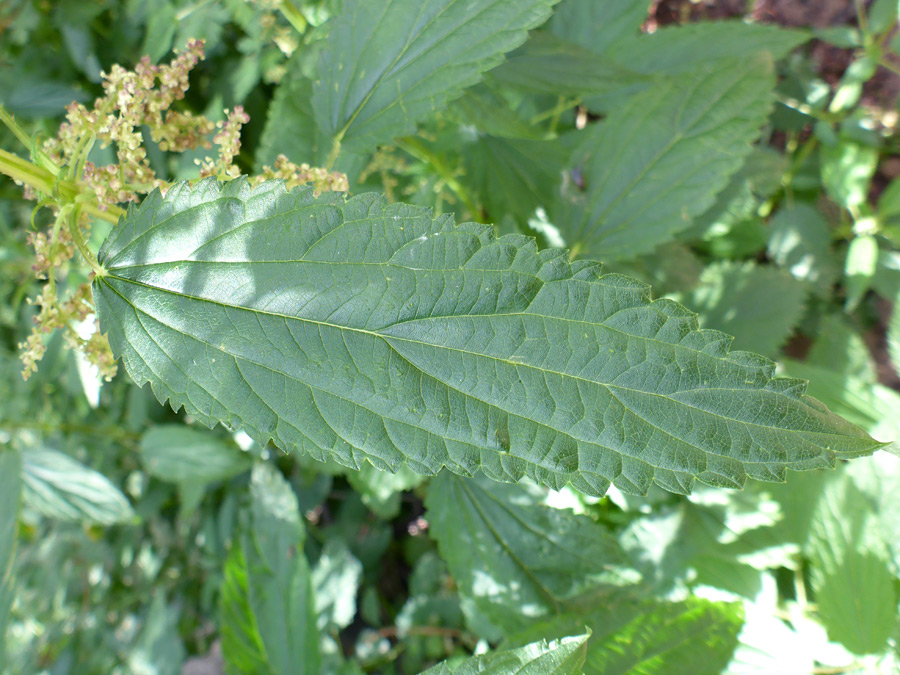 Toothed leaf