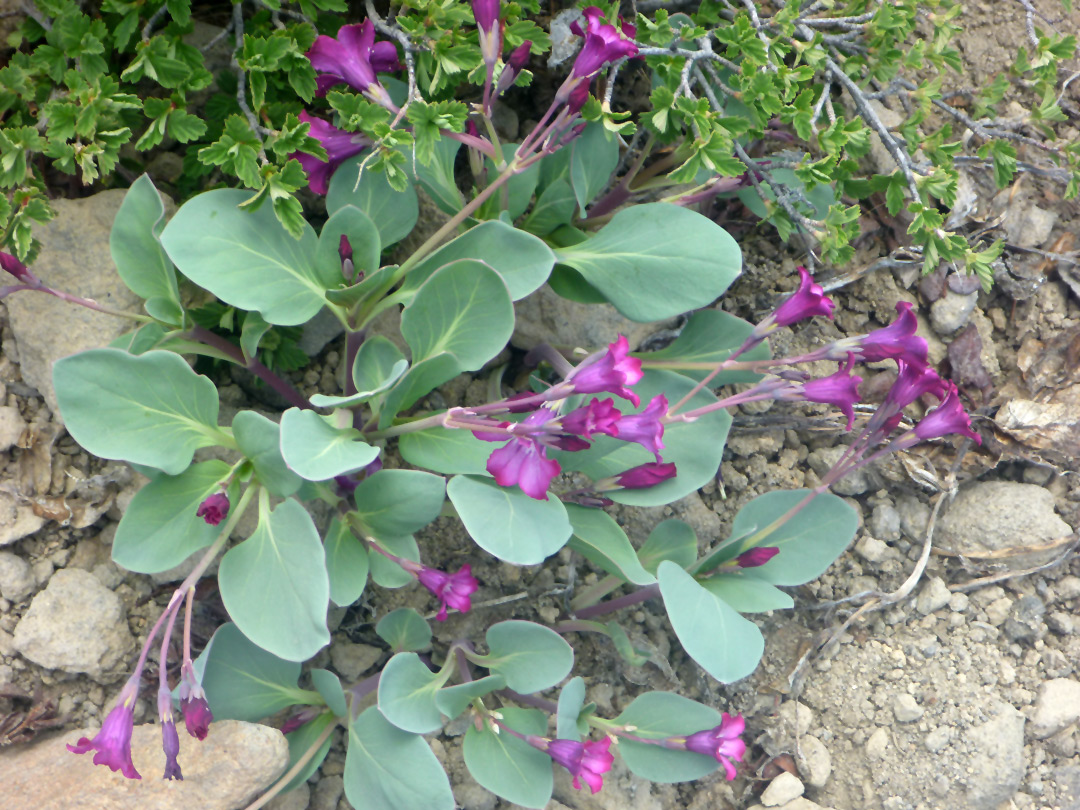 Sacramento waxydogbane