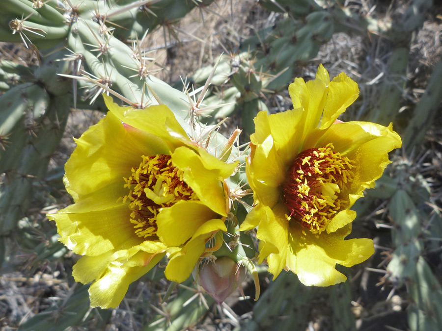 Yellow flowers