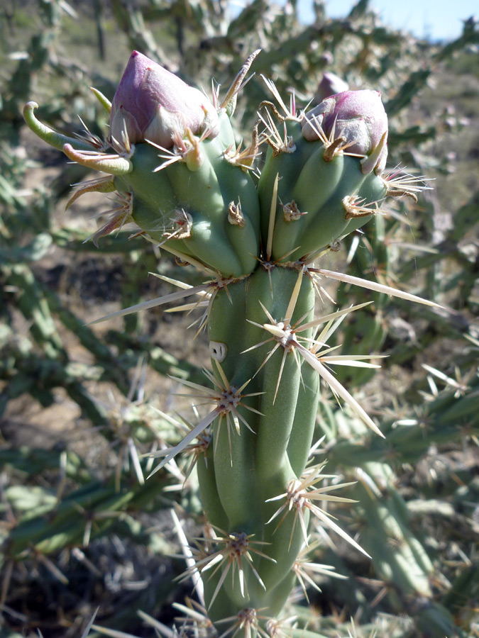 Two buds