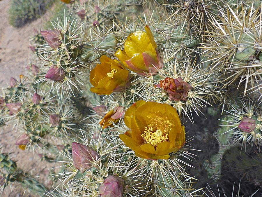 Flowers and buds