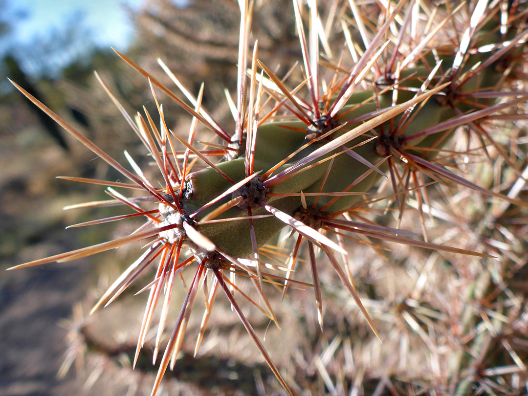 Reddish spines