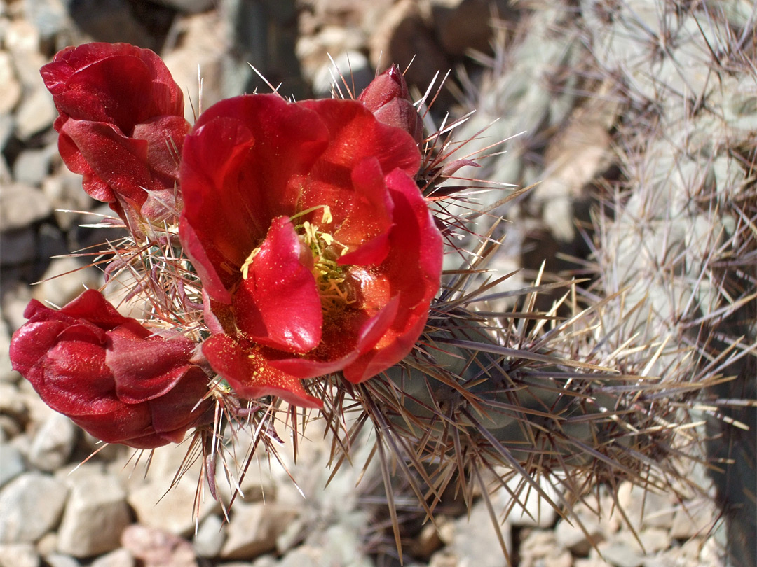 Flowers of cylindropuntia acanthocarpa