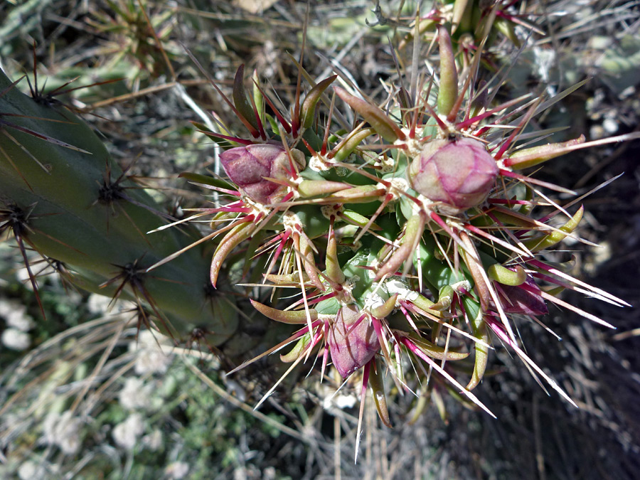 Spiny flower buds