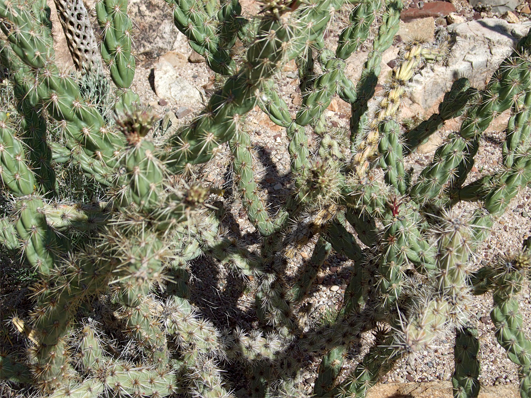 Cylindropuntia acanthocarpa var major