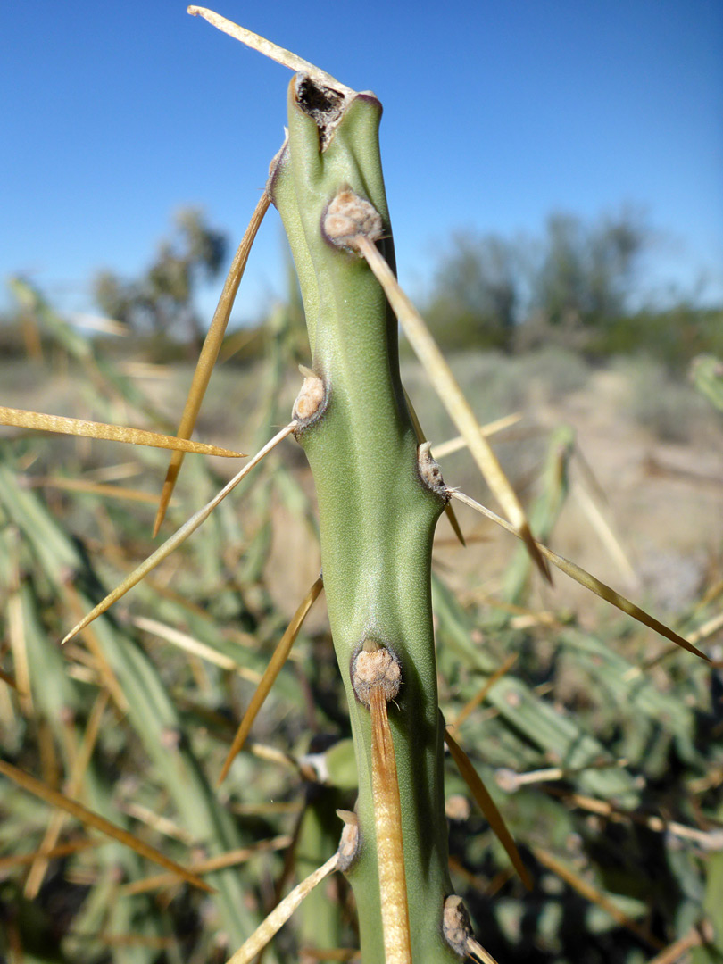 Downwards-pointing spines