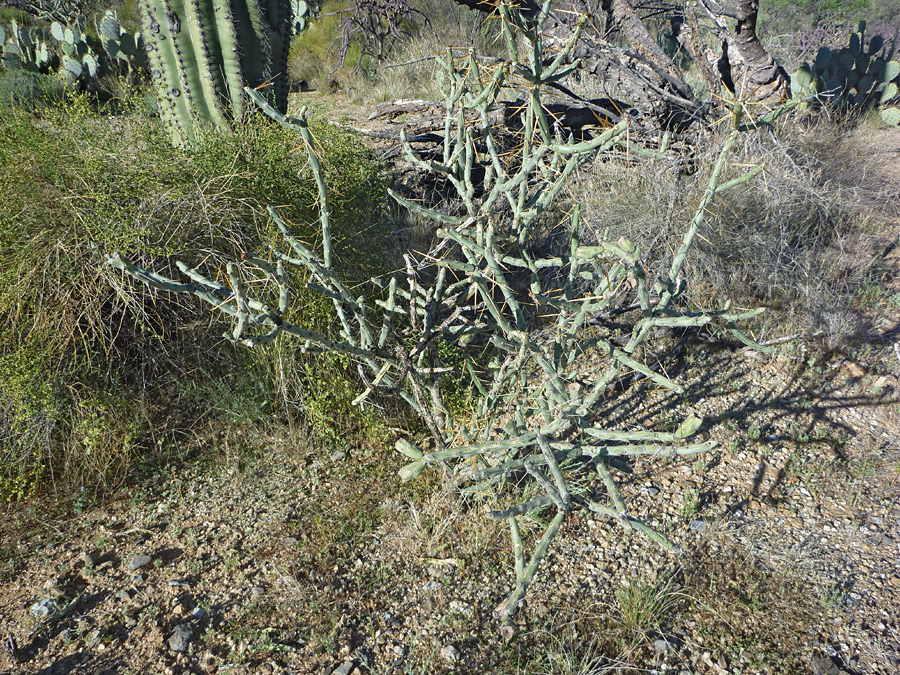 Stems with fruit