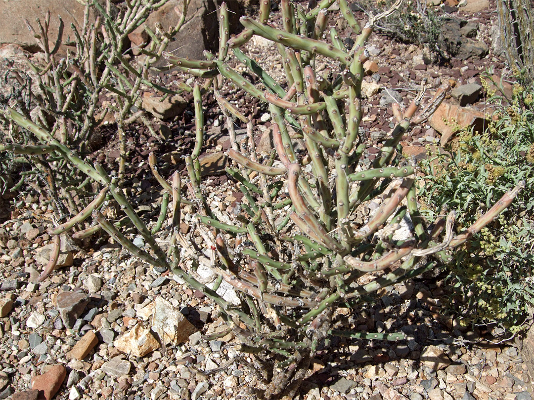 Green and brown stems