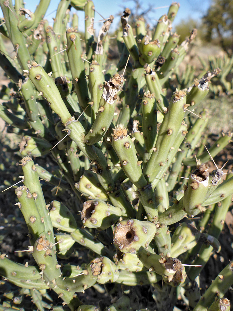 Sparse spines