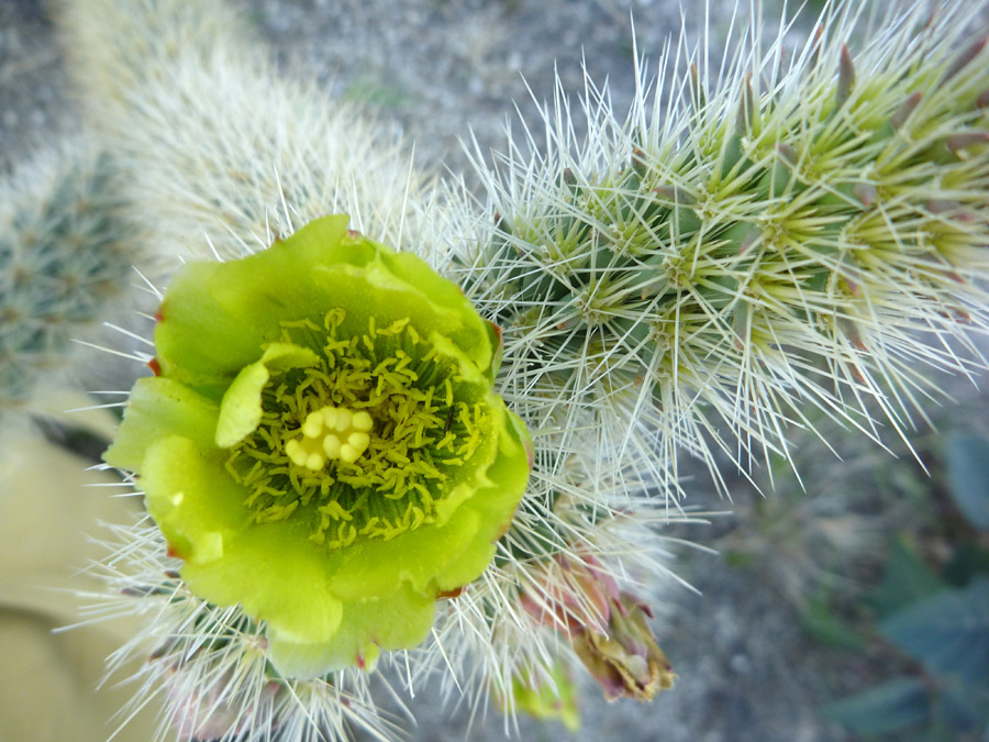 Flower and stem