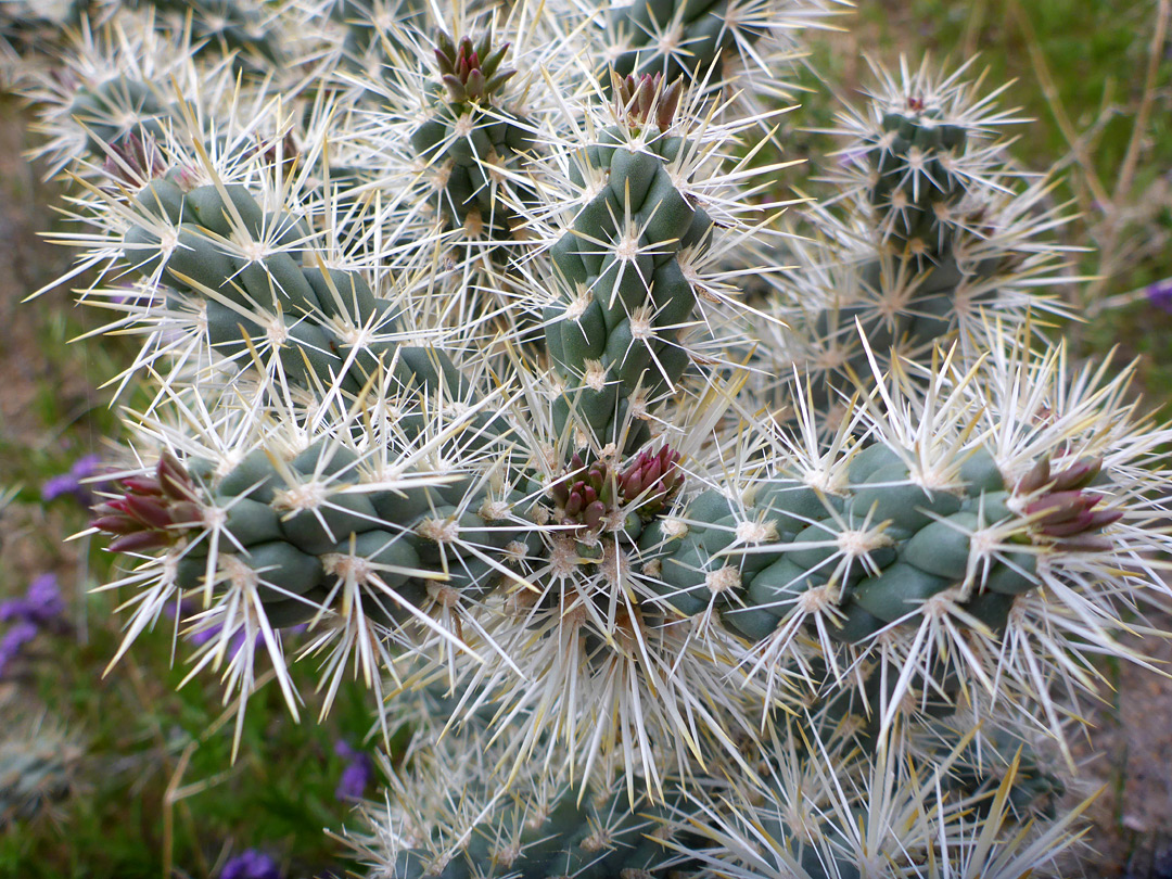 Branched stems