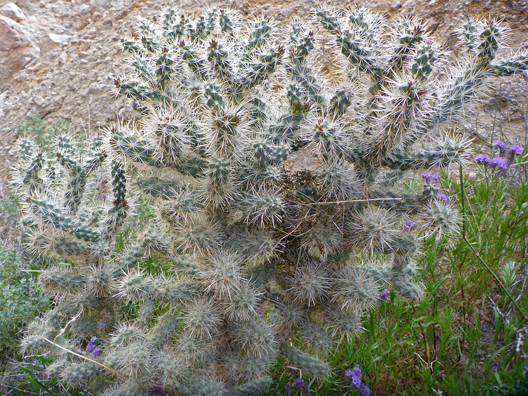 Plant in situ