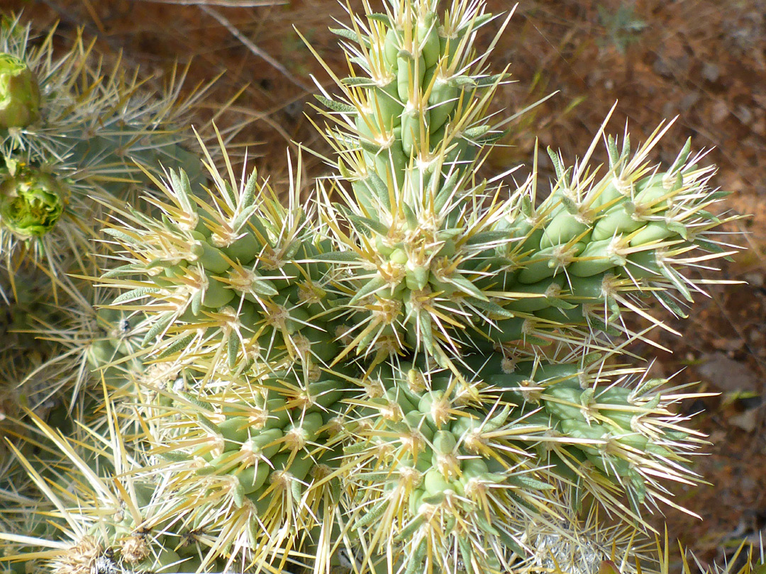 Pale green stems
