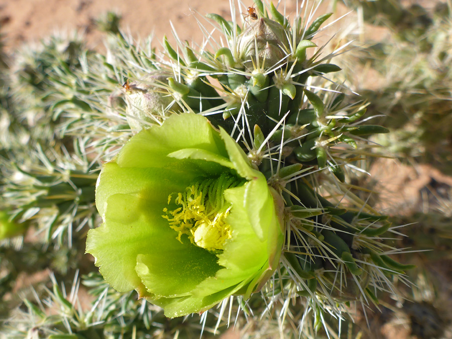 Greenish flower