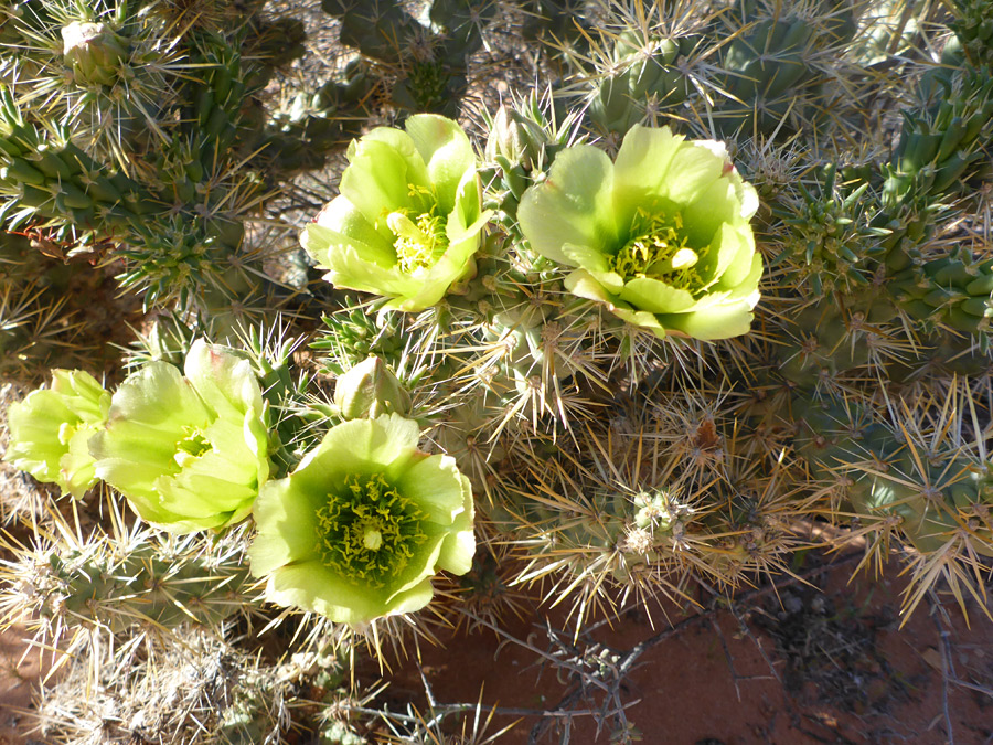 Flowers and stems