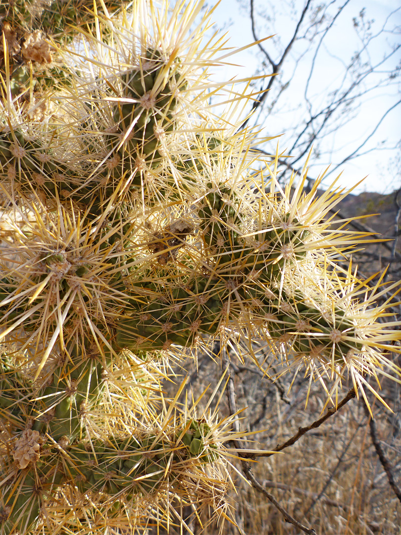 Golden spines