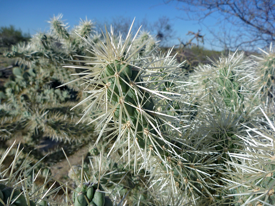 White spines